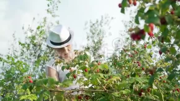 年轻女子在花园里收获新鲜的红树莓一个戴白帽子的女孩在乡下采集树莓视频的预览图