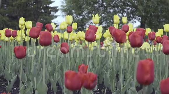 花坛上的红黄郁金花视频的预览图
