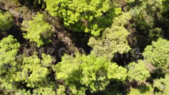 夏天飞过一片松林顶部视图视频的预览图