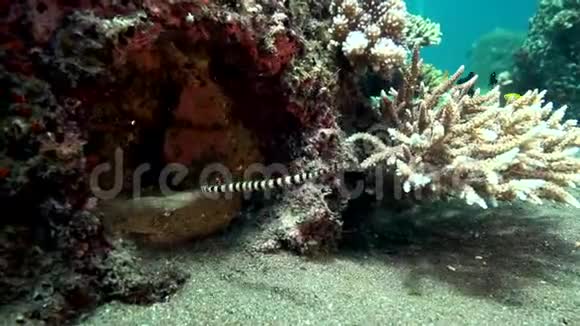 苏鲁海Dumaguete人工珊瑚中的环鱼Doryrhamphusdactyliophorus视频的预览图