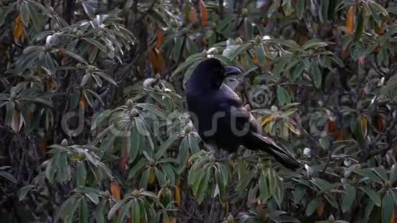 尼泊尔喜马拉雅高地的黑鸦鸟视频的预览图