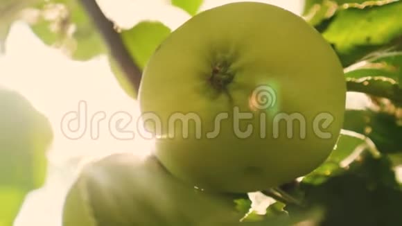绿苹果在树上特写镜头苹果在树上美丽的苹果在阳光下成熟在树枝上视频的预览图
