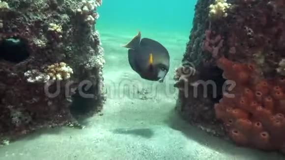 祖鲁海杜马盖特人工珊瑚中的橙色外科手术鱼视频的预览图