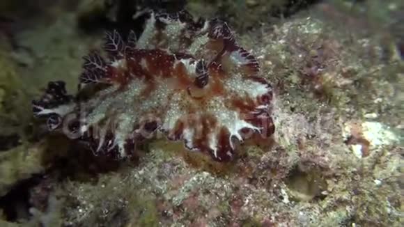 苏拉威西兰贝赫海峡珊瑚上白斑白斑白斑平菇视频的预览图