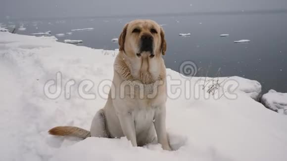 冬天的大雪中无家可归的狗正坐在海岸上视频的预览图