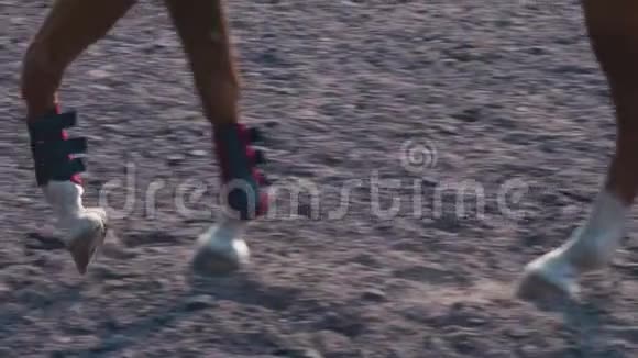 马脚在训练区沿沙走马腿在地上特写动作缓慢视频的预览图