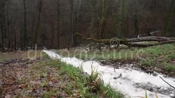 秋林中山小溪山溪沿山地山坡小溪流视频的预览图