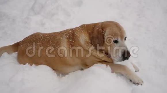 狗种拉布拉多犬躺在雪地上摇头喜欢摇尾巴视频的预览图