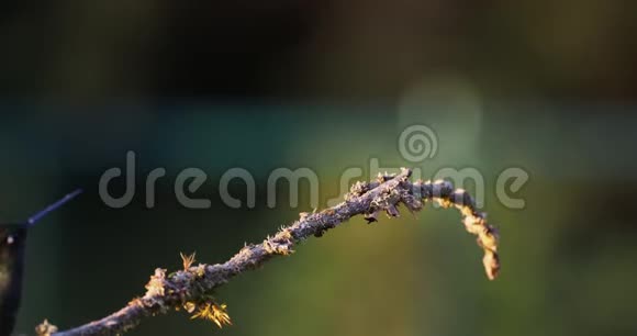 塔拉曼卡令人钦佩的蜂鸟尤金斯幽灵是大型蜂鸟视频的预览图