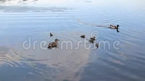 鸭子和小鸭子在湖里游泳视频的预览图