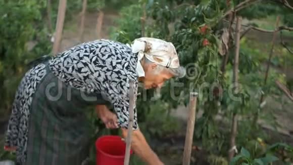 天然糖果奶奶正在收割西红柿健康饮食有机农业视频的预览图