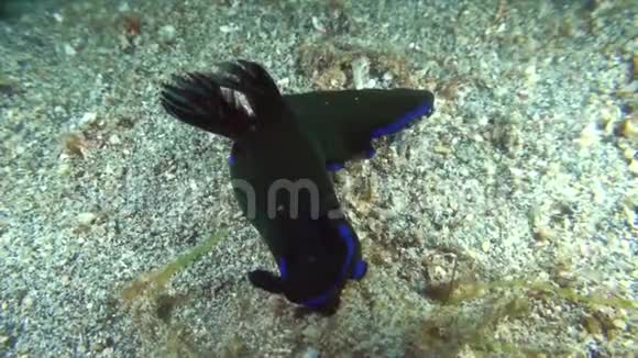 兰贝赫海峡苏拉威西沙滩上的桑贾摩罗沙黑色和蓝色裸视频的预览图