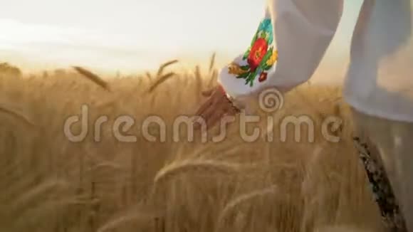 特写镜头一个正在外出的女孩手中的全国衬衫Smootles麦穗在田野上生长视频的预览图