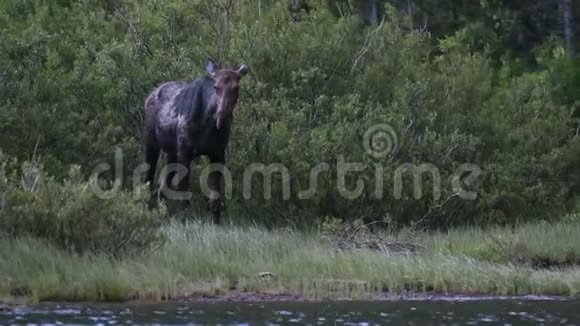 驼鹿从湖滨的柳树中出现视频的预览图