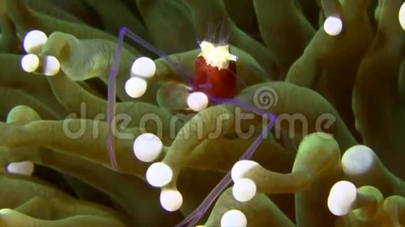 蘑菇珊瑚虾爆米花虾莱姆贝海海峡中的菜视频的预览图