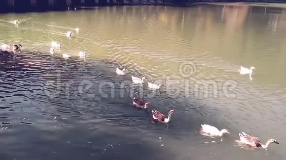 许多野鸭漂浮在池塘里视频的预览图