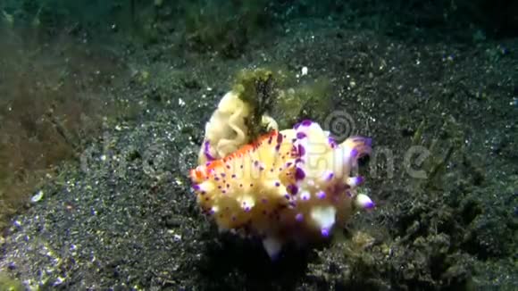 SulawesiLembeh海峡珊瑚群上的一种颠簸的粘液性粘液视频的预览图