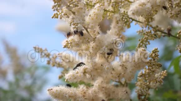 蜜蜂在白花上飞进来采集花蜜慢动作各种昆虫授粉盛开的黄白色花朵视频的预览图