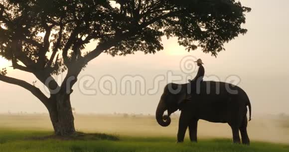 大象和狮子座的剪影在早晨是一个自然的风景视频的预览图