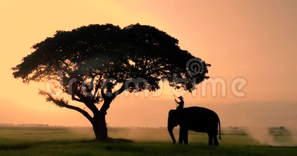 大象和野牛的剪影在早晨是一个自然视频的预览图