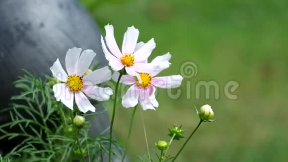 白色和粉红色的宇宙花在风中起伏视频的预览图