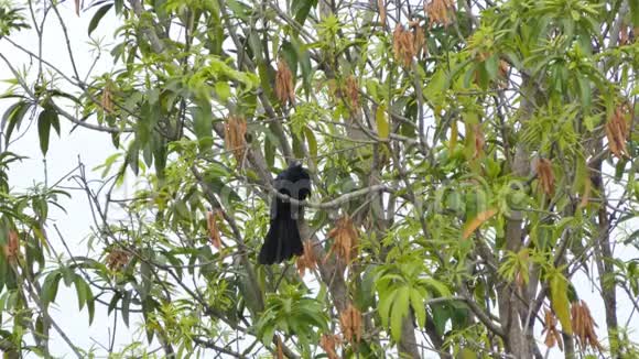 亚洲考拉鸟在热带雨林中的分支视频的预览图