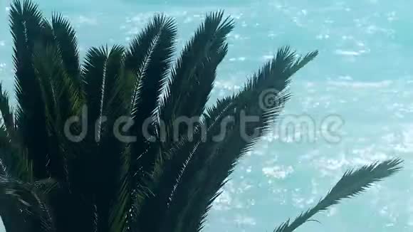 蓝海背景棕榈树热带暑假异国海岛旅行视频的预览图
