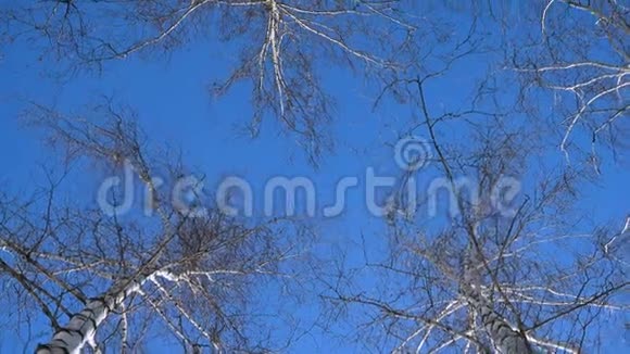 在阳光明媚的冬日美丽的桦树视频的预览图