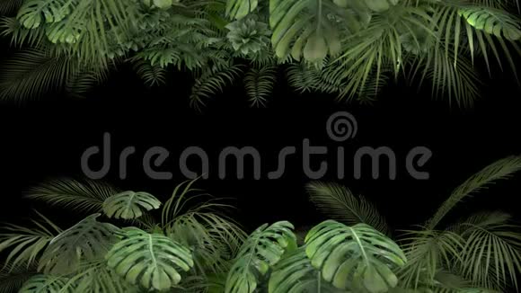 阿尔法通道上的热带植物视频的预览图