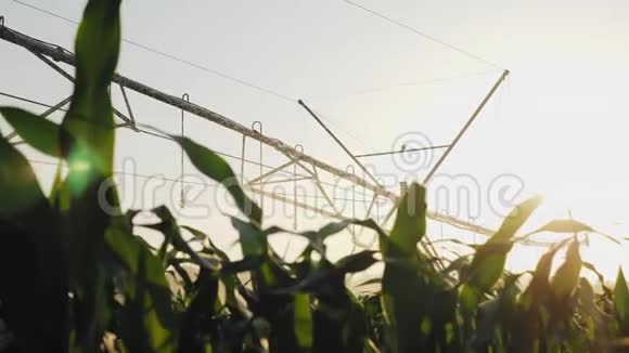 玉米田间灌溉系统视频的预览图