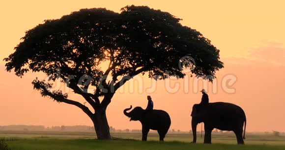 大象和野牛的剪影在早晨是一个自然视频的预览图
