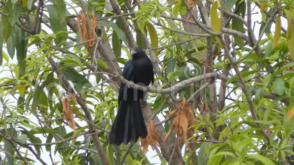 亚洲考拉鸟在热带雨林中的分支视频的预览图
