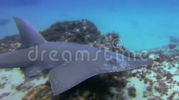 浅滩雷白人的吉塔菲蓝海浅滩鲨鱼和豹鲨视频的预览图