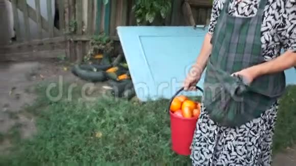 女飞行员从他的花园里收获一大桶红熟的西红柿农业劳动力视频的预览图