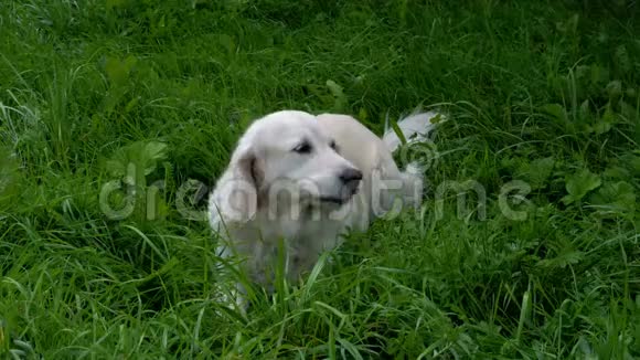 美丽的狗在草地上休息吃草视频的预览图