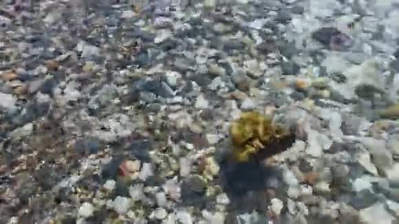 海藻漂浮在海面上视频的预览图