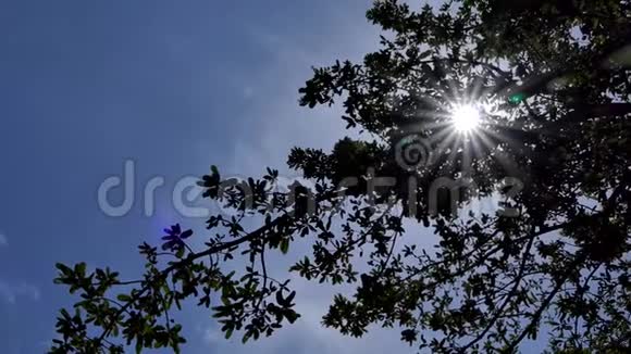阳光冲破树木视频的预览图