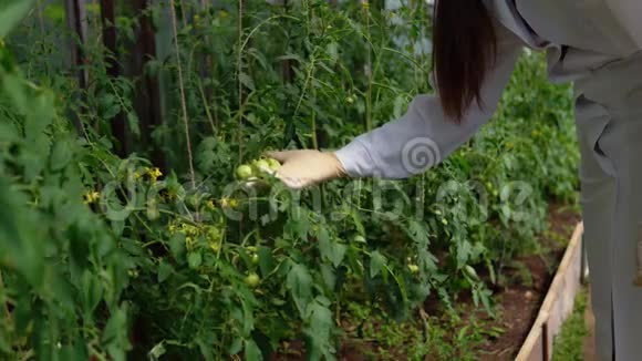 遗传学家检查番茄实验样品的状态视频的预览图