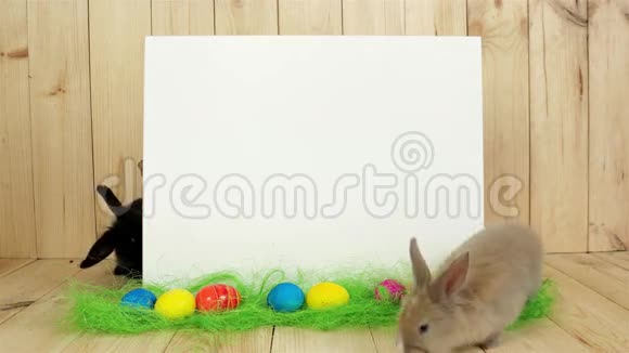 可爱的彩色兔子玩得开心白色背景的文字春天的假期复活节的象征视频的预览图