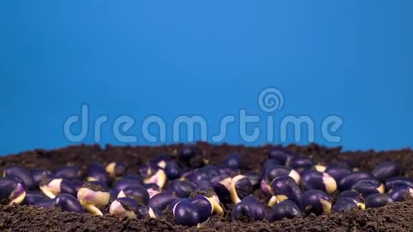 蓝色背景下的豆子发芽视频的预览图