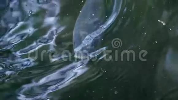 鲤鱼在水中1080p视频的预览图