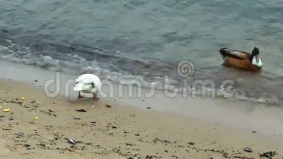 沙滩上的鸭子视频的预览图