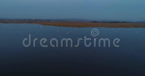 白天鹅在黑暗的夜晚在池塘里游泳秋天美丽的空中镜头视频的预览图