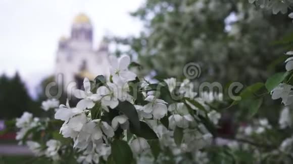 在金色圆顶教堂背景下关闭美丽的白色苹果树花朵库存录像东正教教堂视频的预览图