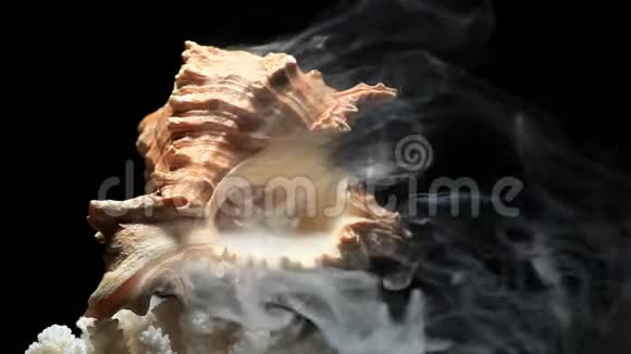 贝壳珊瑚烟雾暗背景无人高清镜头视频的预览图