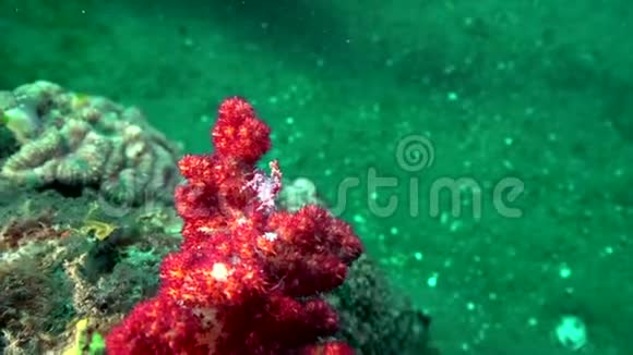 苏鲁海人工珊瑚中软珊瑚的珊瑚虫中小种类的蜘蛛蟹糖果蟹视频的预览图