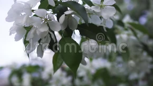 靠近树枝上的白色苹果花蕾库存录像春天城里开满了雪白的苹果树视频的预览图