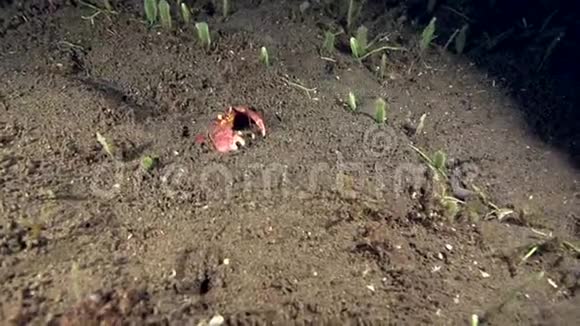 拳击手蟹晚上躲在祖鲁海的沙滩上视频的预览图