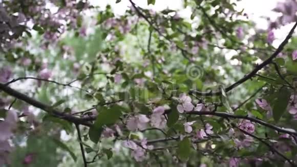 特写为盛开的白色和粉红色苹果树大自然在春天的时候库存录像美丽的花蕾视频的预览图
