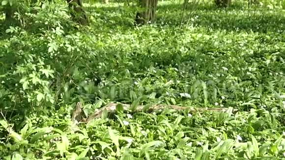 春季生长开花的野生大蒜林德国勃兰登堡视频的预览图